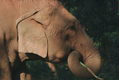 Close-up of elephant