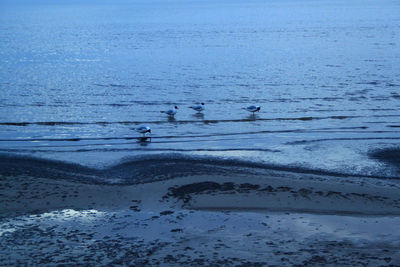 Black-headed gulls perching at shore