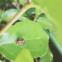Close-up of insect on plant