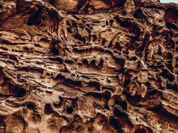 Full frame shot of tree trunk