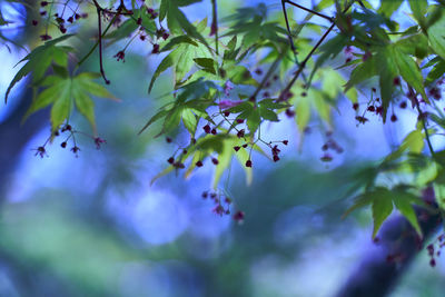 Close-up of purple flowering plant