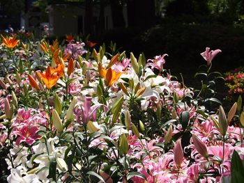 Close-up of pink flowers blooming outdoors