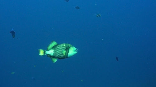 Giant triggerfish on a coral reef. dive, underwater world, corals and tropical fish. bali,indonesia