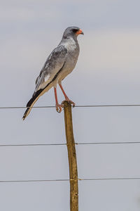 Low angle view of bird perching on wooden post against sky