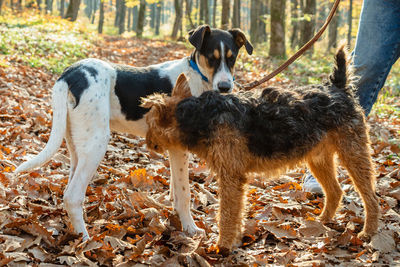 Dogs standing on field