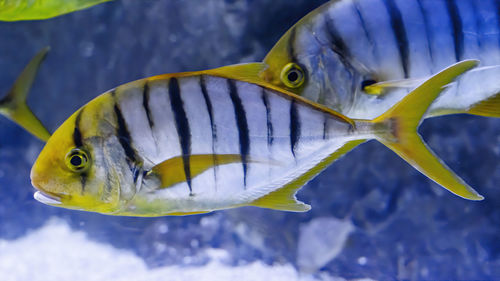 Golden trevally gnathanodon speciosus also known as the golden kingfish, banded trevally.