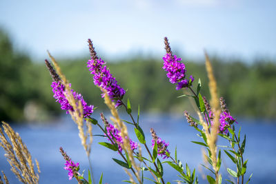 Close-up of purple flowering plants on field