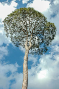 Low angle view of tree against sky