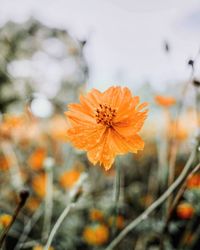 Close-up of orange flower