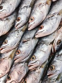 Close-up of fish for sale in market