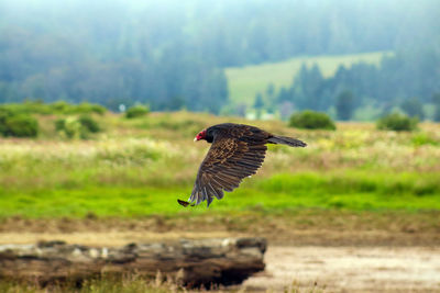 Bird flying over a field