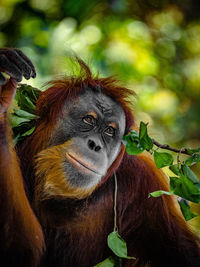 Strike a pose by orangutan