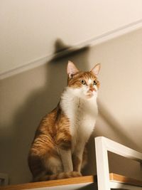 Portrait of cat sitting on wall at home