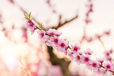Close-up of pink flowers on branch