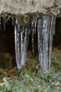 Close-up of icicles against trees