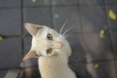 Close-up of a cat looking away