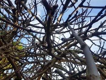 Low angle view of bare tree against sky