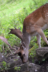 Deer in a field