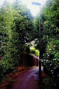 Empty road along trees