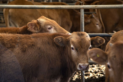 Portrait of cow in pen