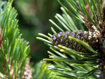 Close-up of berries growing on tree