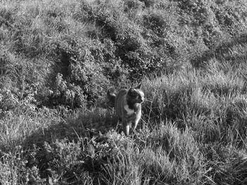 Portrait of dog on field