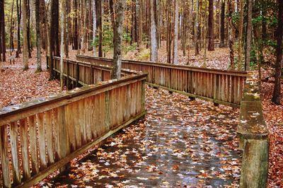 View of autumn leaves in forest