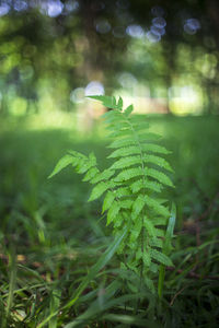 Close-up of fresh green plant