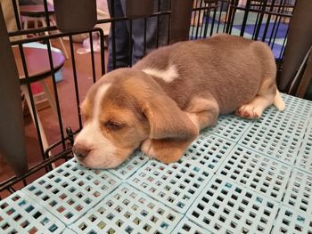 Dog sleeping on floor at home