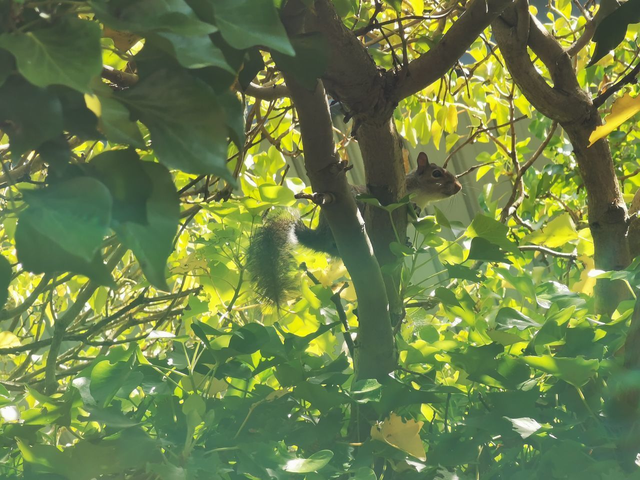 LOW ANGLE VIEW OF TREE BRANCH