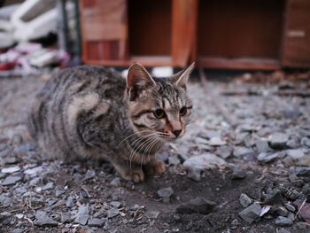Close-up portrait of kitten