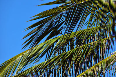 Low angle view of palm tree against clear blue sky