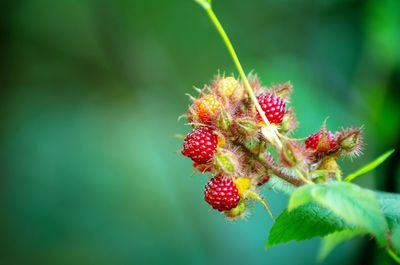 Close-up of red berries growing on plant