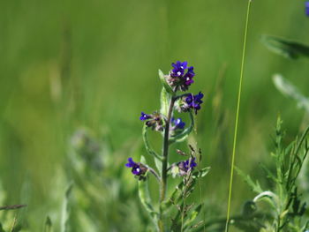 Close-up of purple flowering plant on field