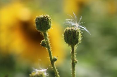 Close-up of dandelion flowers