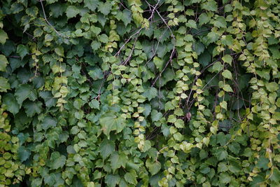 Full frame shot of leaves