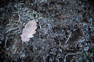 Close-up of autumn leaf in forest