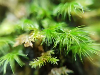 Close-up of pine tree