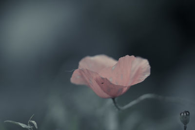 Close-up of pink flower