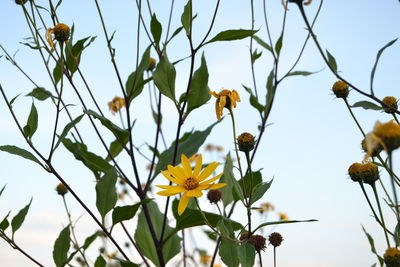 Low angle view of flowering plants against sky