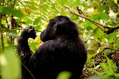 Monkeys in a forest