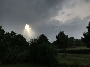 Trees on field against sky