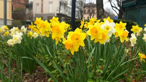 Close-up of yellow flowers