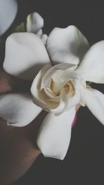 Close-up of white flowers