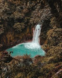 Scenic view of waterfall in forest