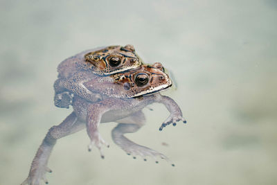 Close-up of frog