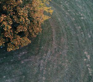 High angle view of plants on field during autumn