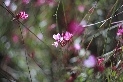 Close-up of pink flowering plant