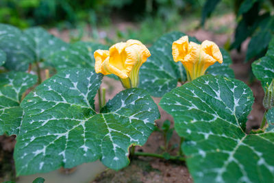 Close-up of yellow flowering plant