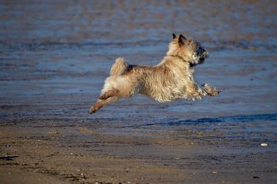 Dog on beach